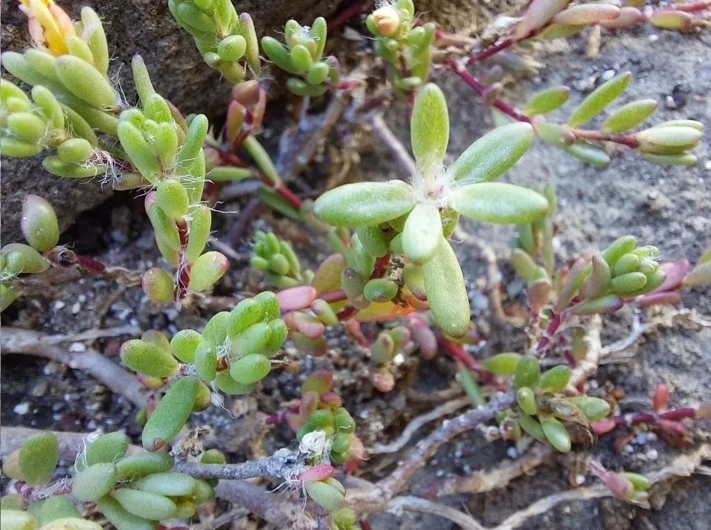 Portulaca Psammotropha
