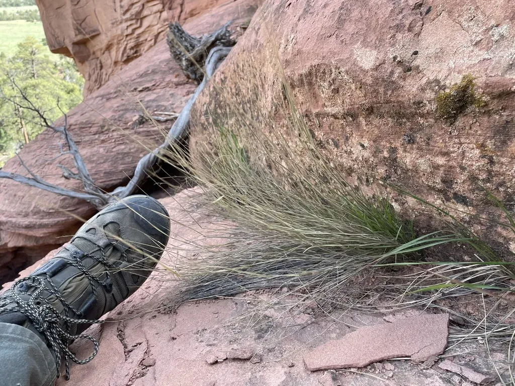 Muhlenbergia Polycaulis