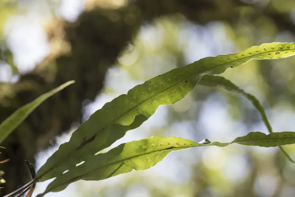 Lepisorus Obscurevenolusus