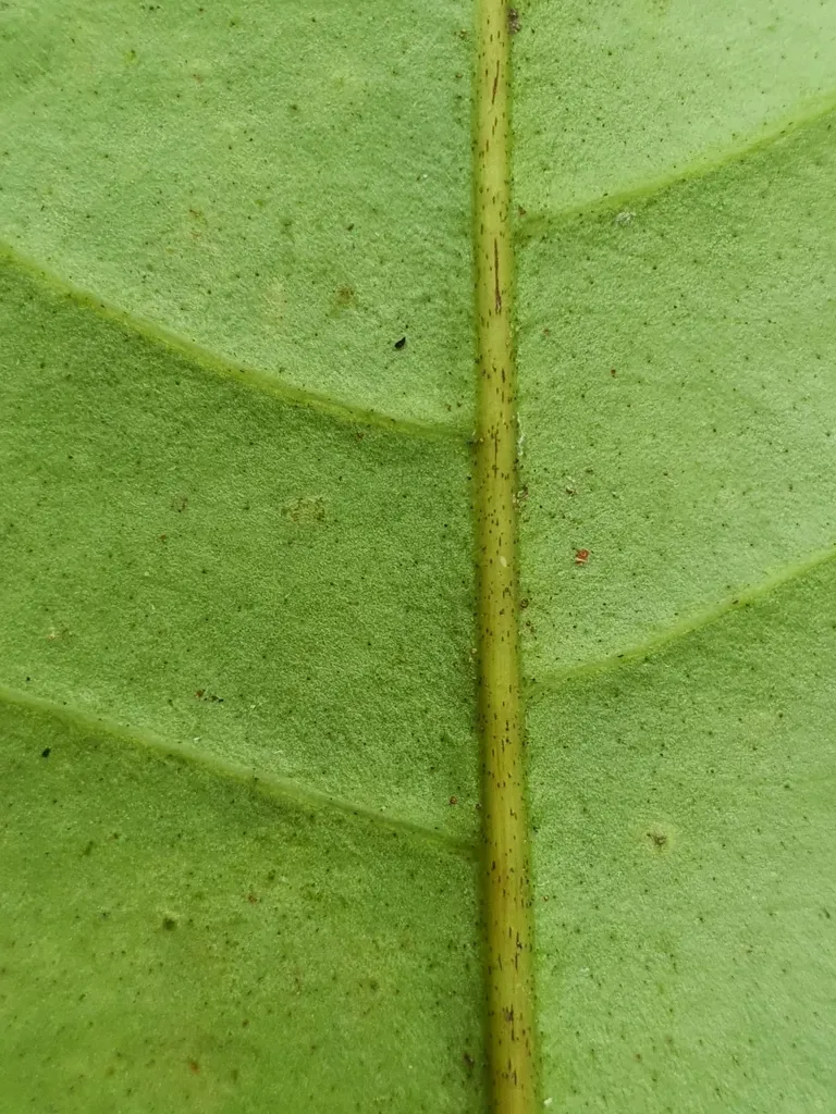 Leuconotis Griffithii