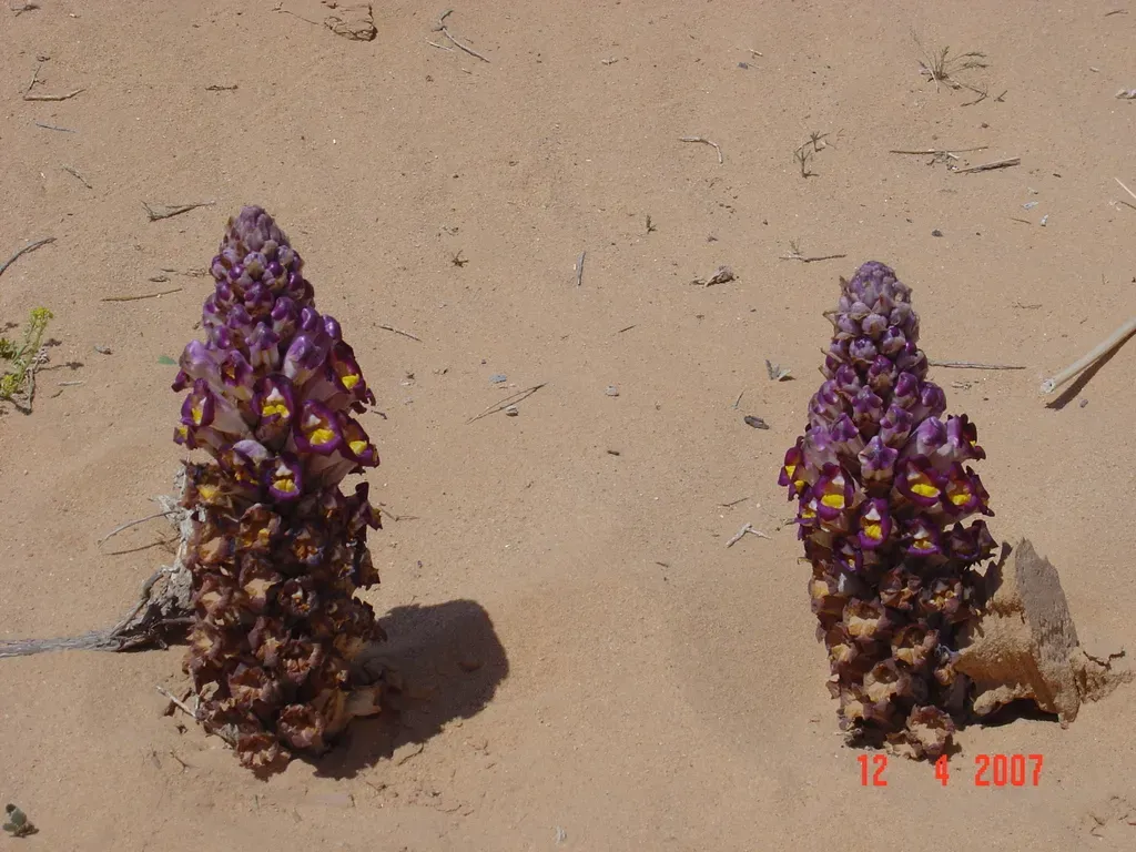 Cistanche Violacea