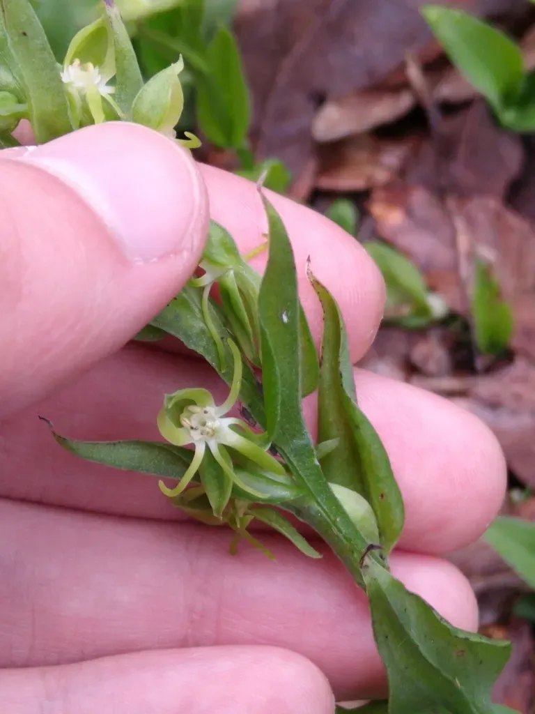 Habenaria Novemfida