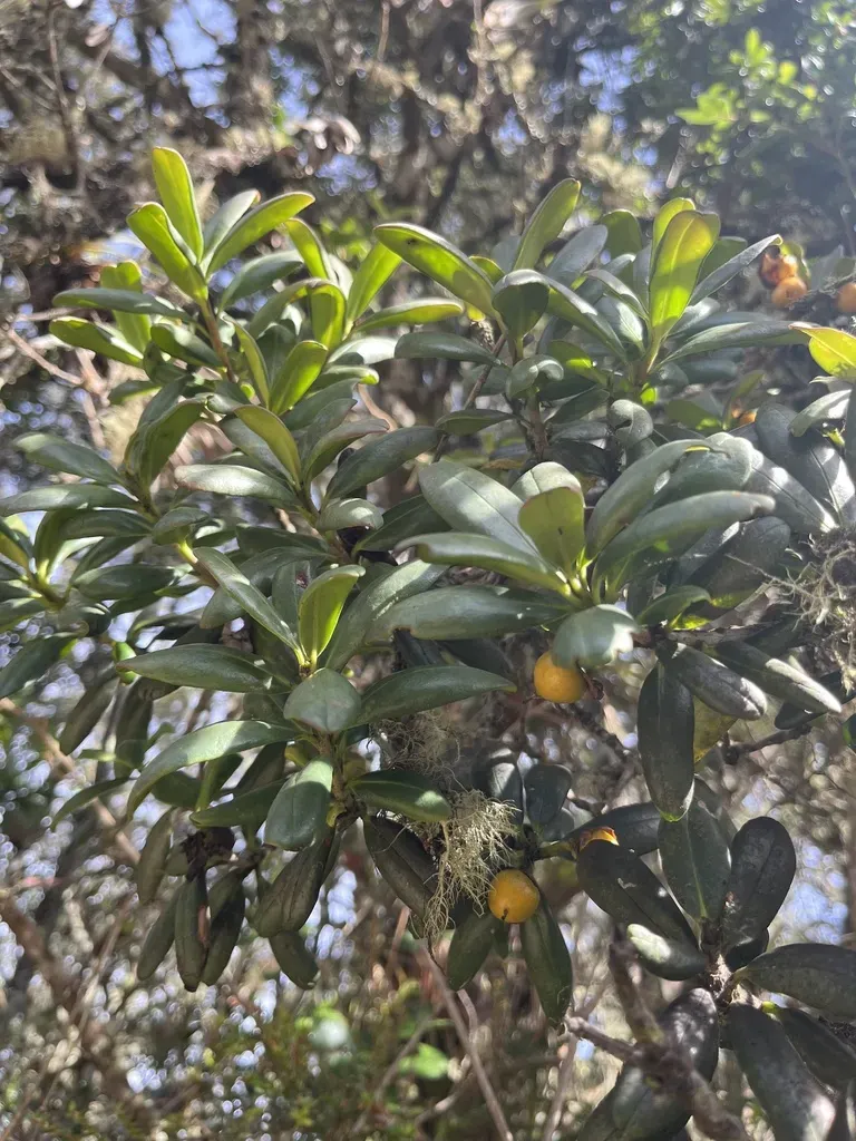 Ternstroemia Meridionalis