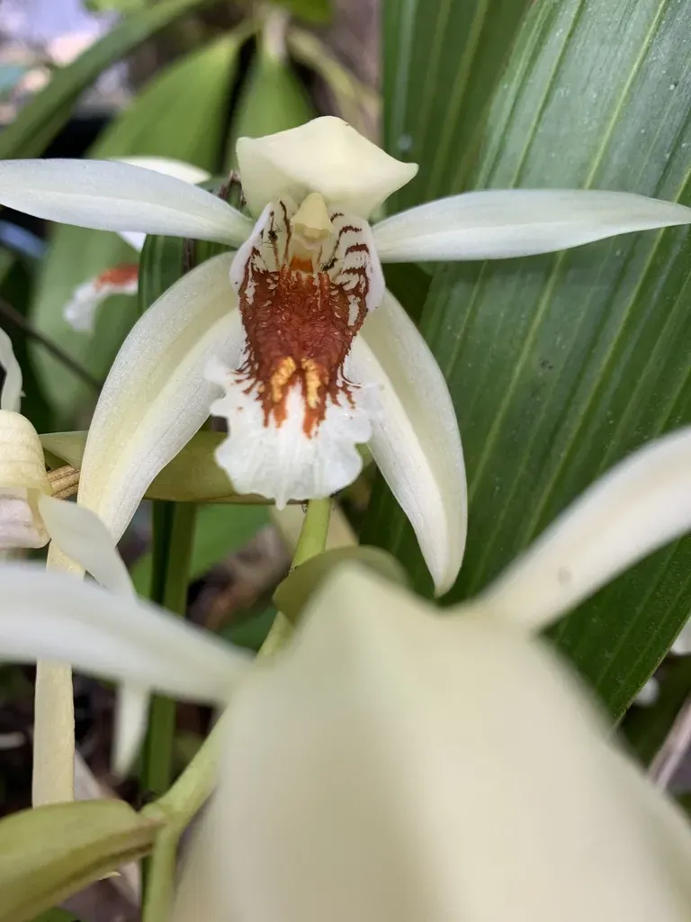 Coelogyne Asperata
