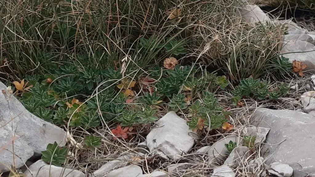 Euphorbia Capitulata