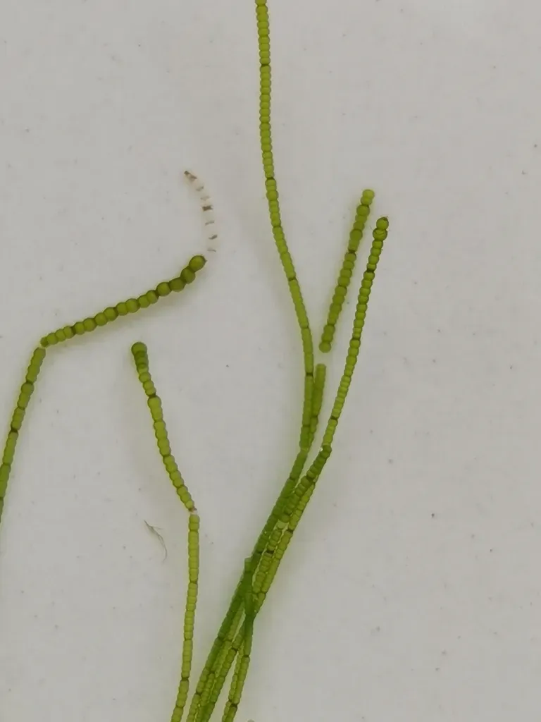 Chaetomorpha Moniligera