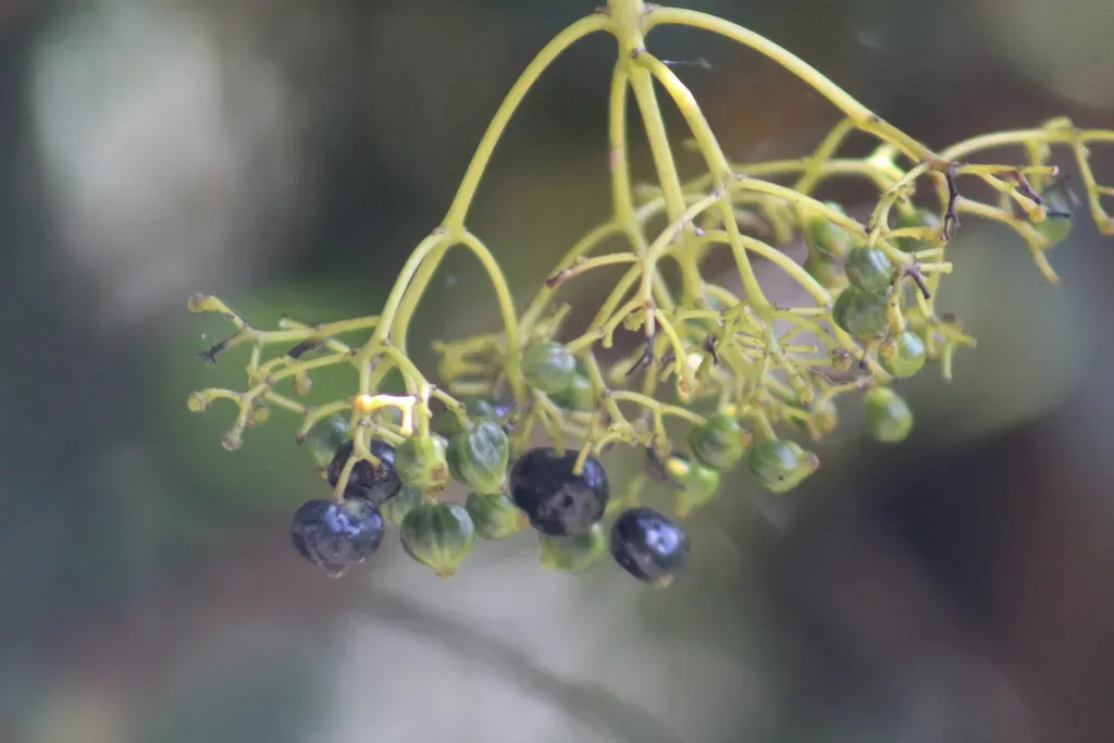 Palicourea Paniculata