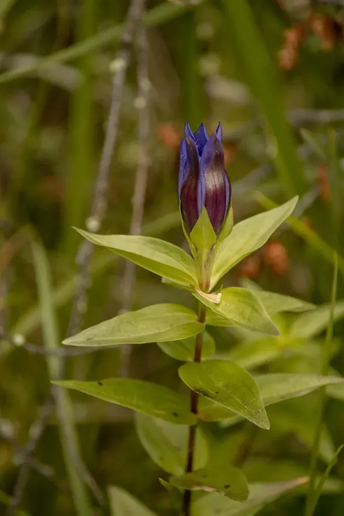 Gentiana Dschungarica