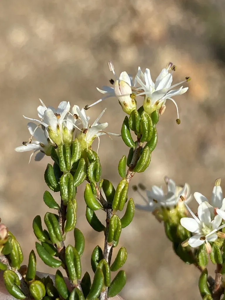 Agathosma Blaerioides