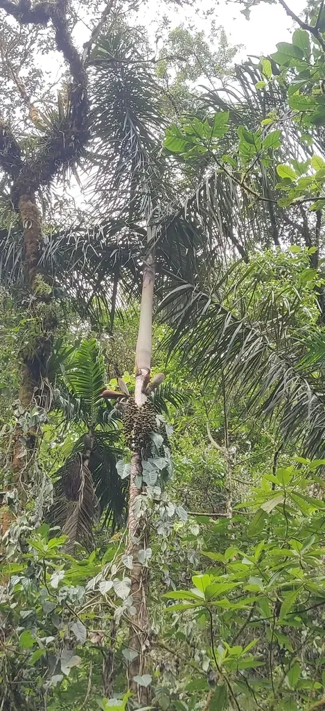 Macana Palm