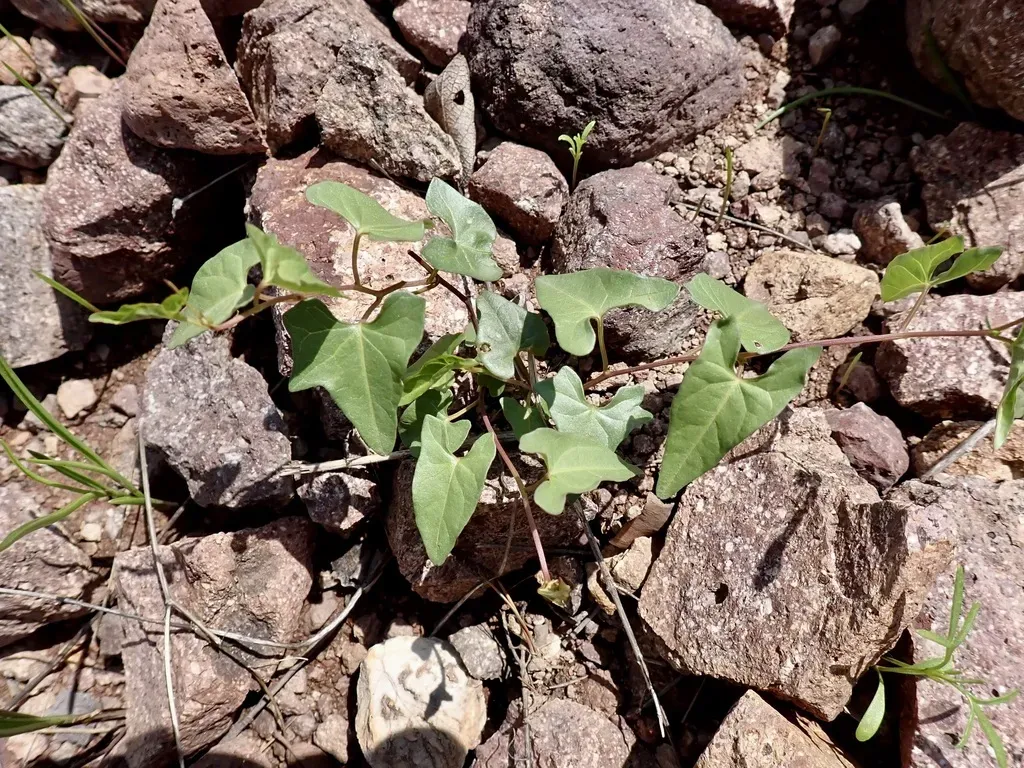 Thurber's Morning-glory