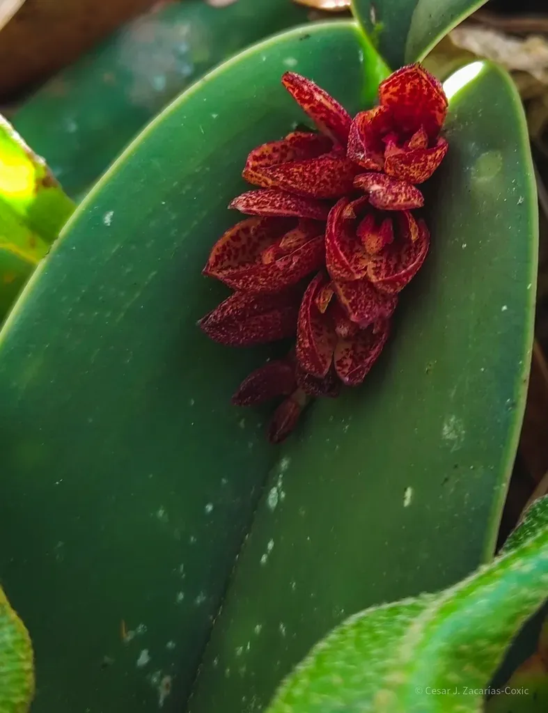 Acianthera Johnsonii