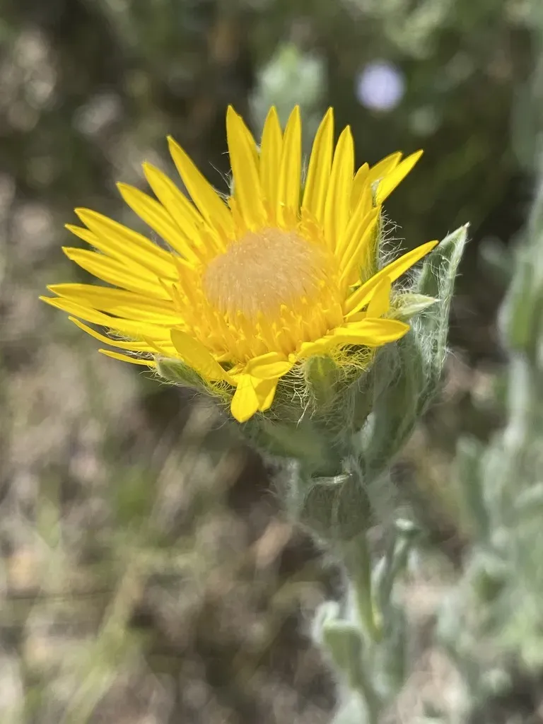 Rutter's False Goldenaster