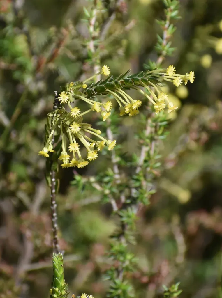 Forest Capespray