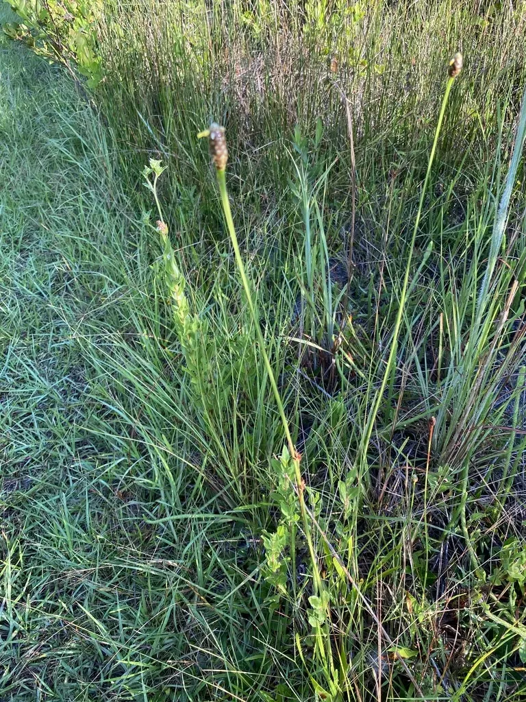Tall Yelloweyed Grass