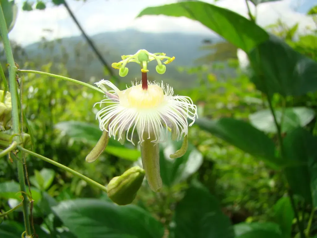 Passiflora Quimbayensis