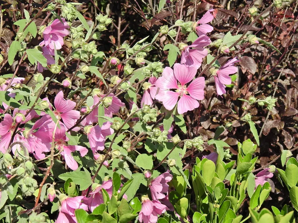 Garden Tree-mallow
