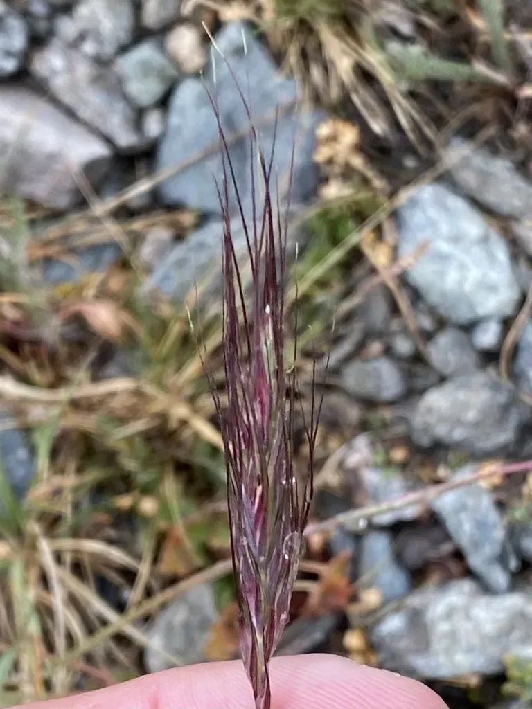 Scribner's Wheatgrass