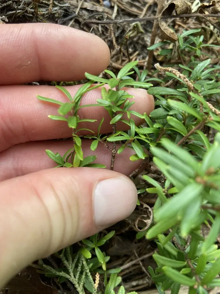 Canby's Mountain-lover