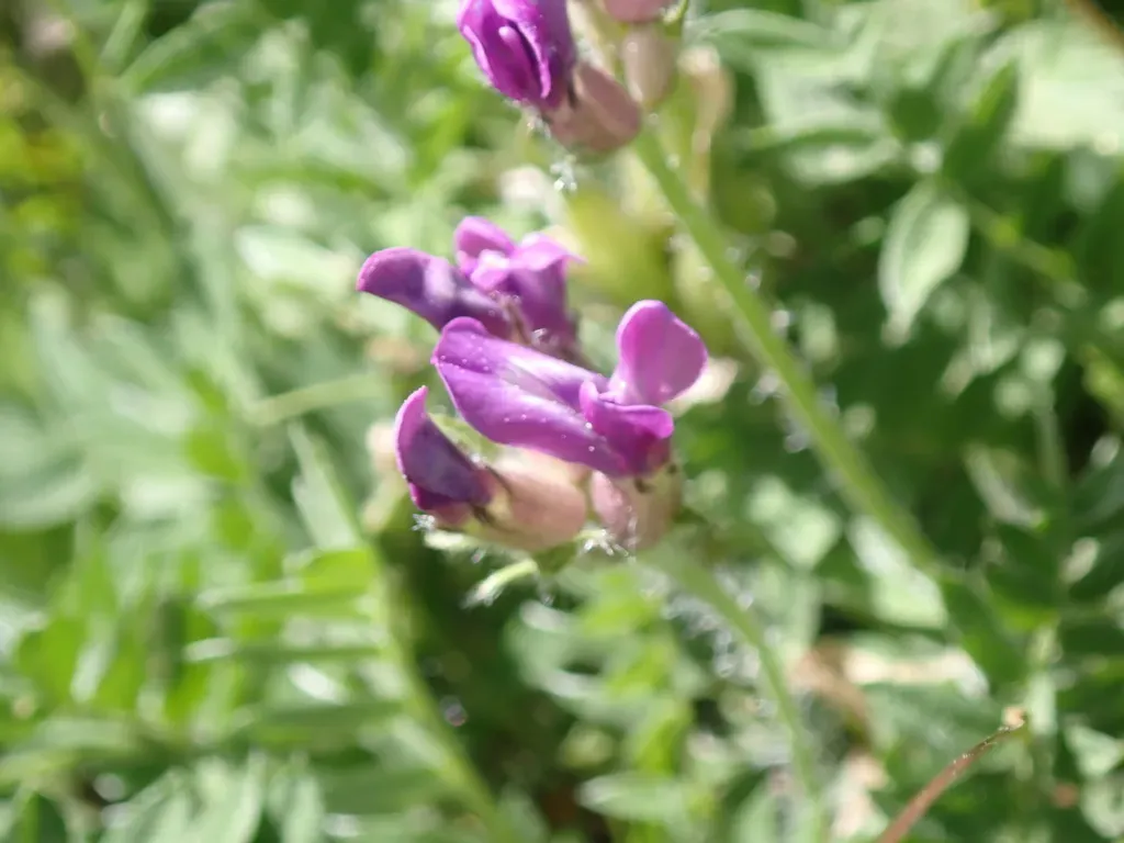 Purple Oxytropis