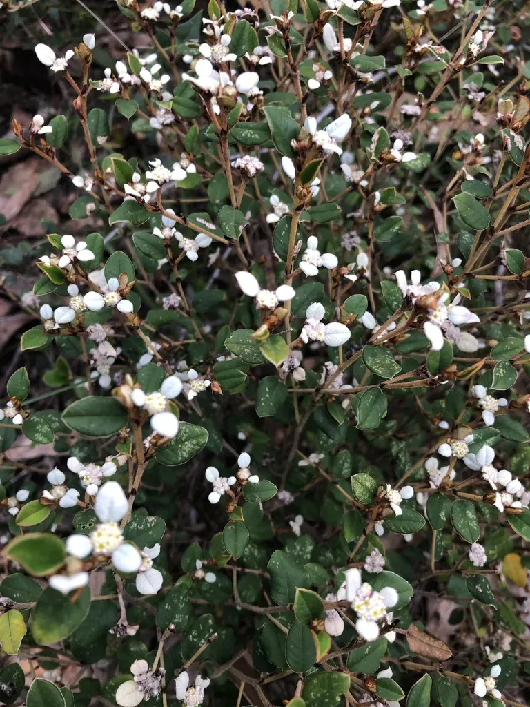 Thyme-leaved Spyridium