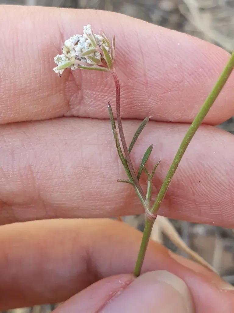 Daucus Virgatus