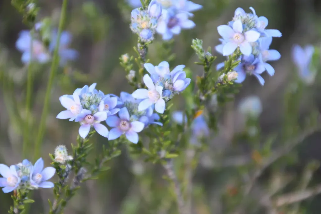 Philotheca Nodiflora