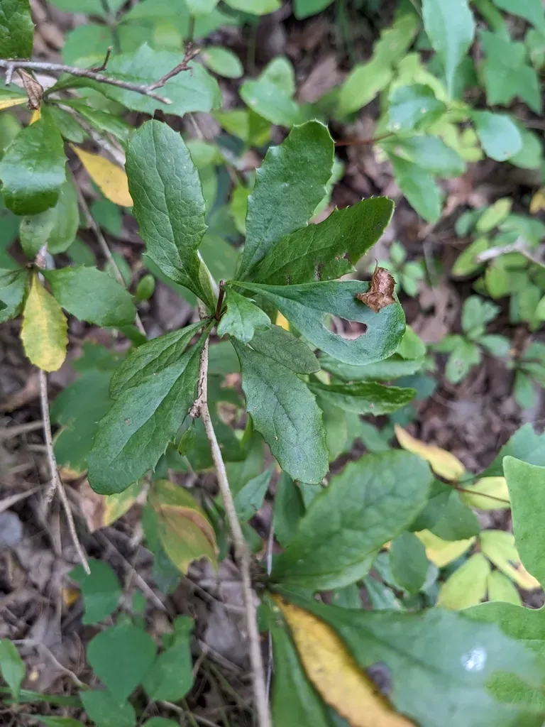 American Barberry