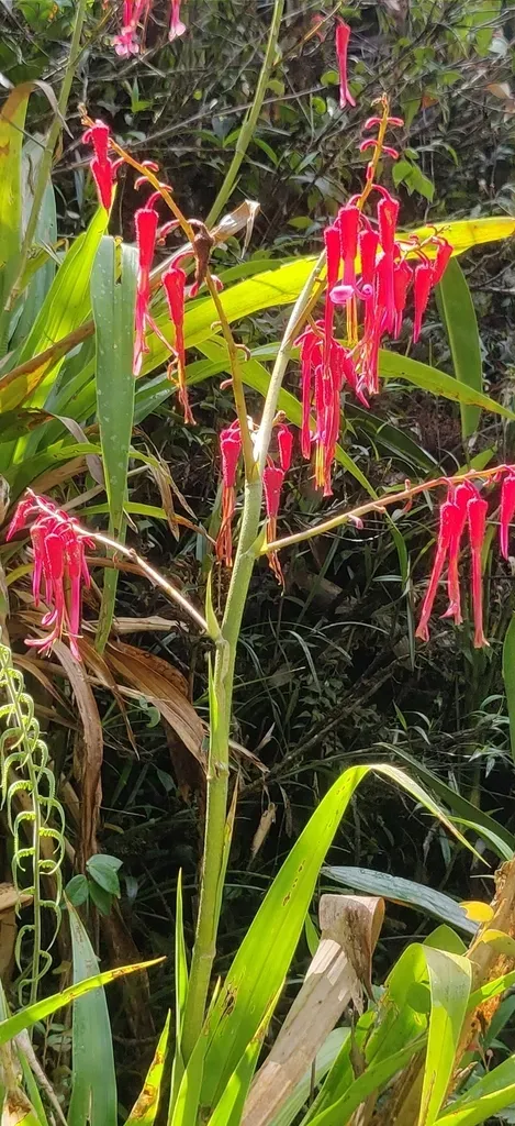Pitcairnia Dodsonii