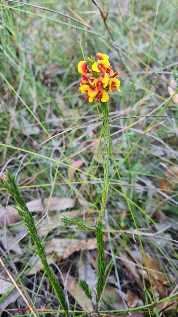 Dillwynia Acicularis