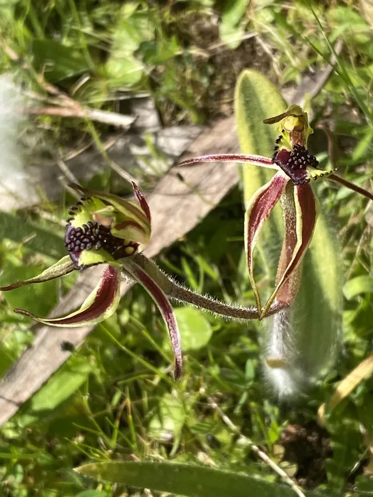 Coast Spider Orchid