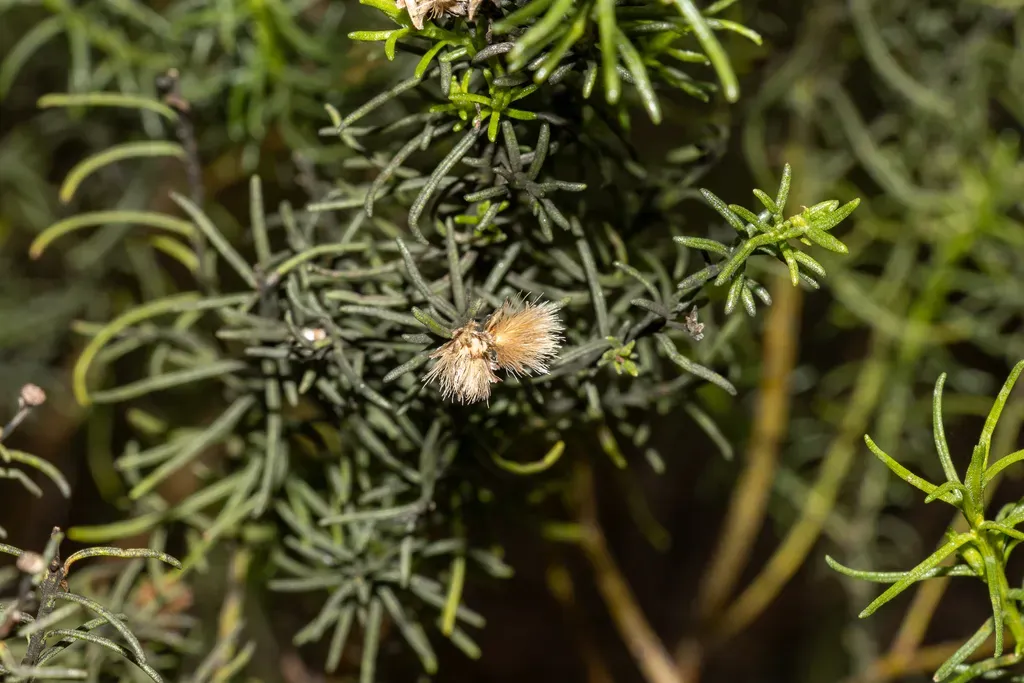 Olearia Passerinoides
