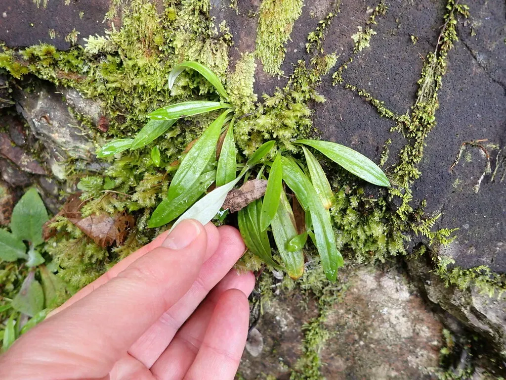Father-and-child Plant
