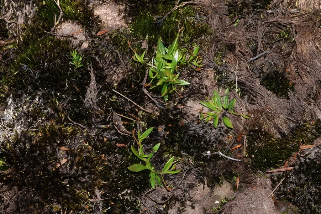 Narrow-leaved Parakeelya