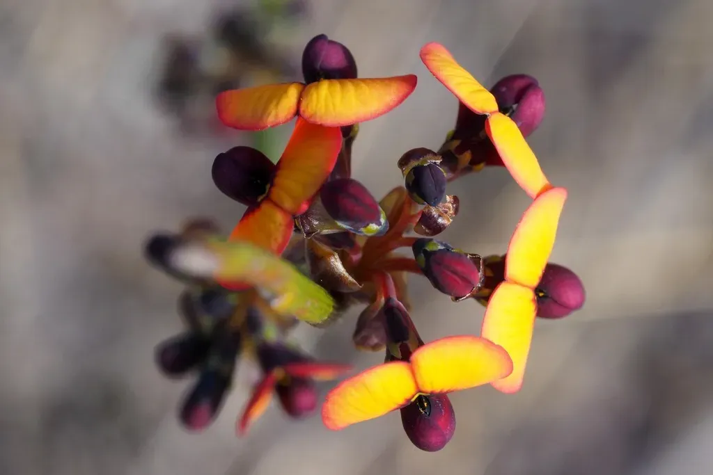 Daviesia Gracilis