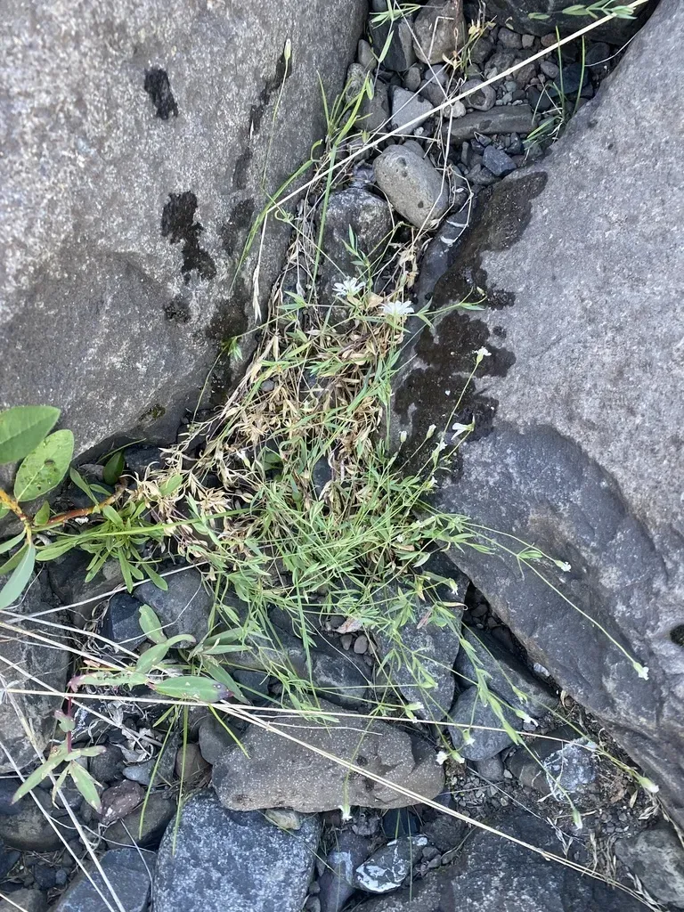 Stellaria Peduncularis