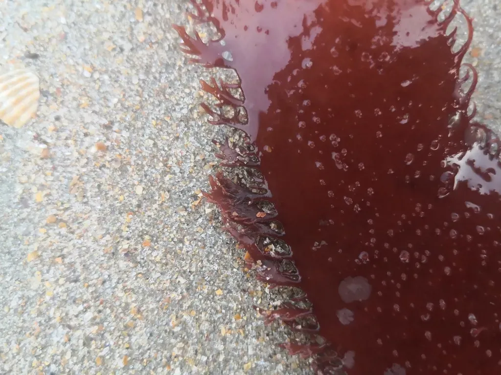 Calliblepharis Ciliata