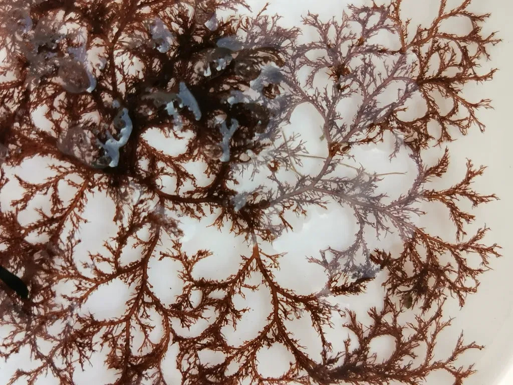 Neosiphonia Japonica
