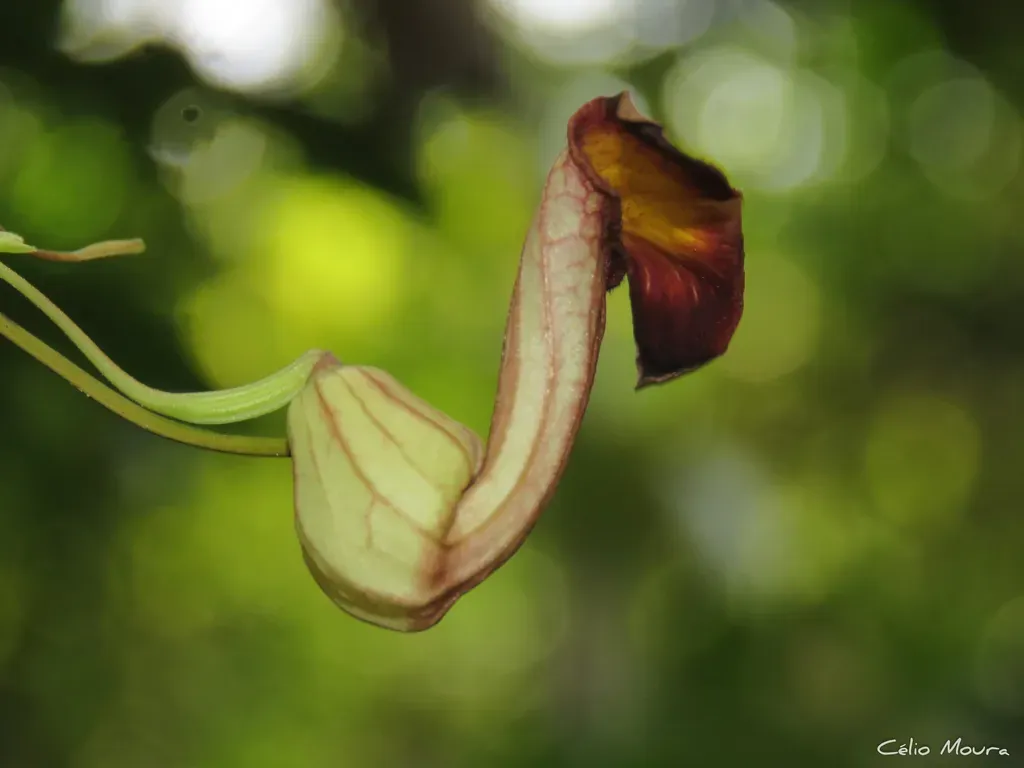 Aristolochia Birostris
