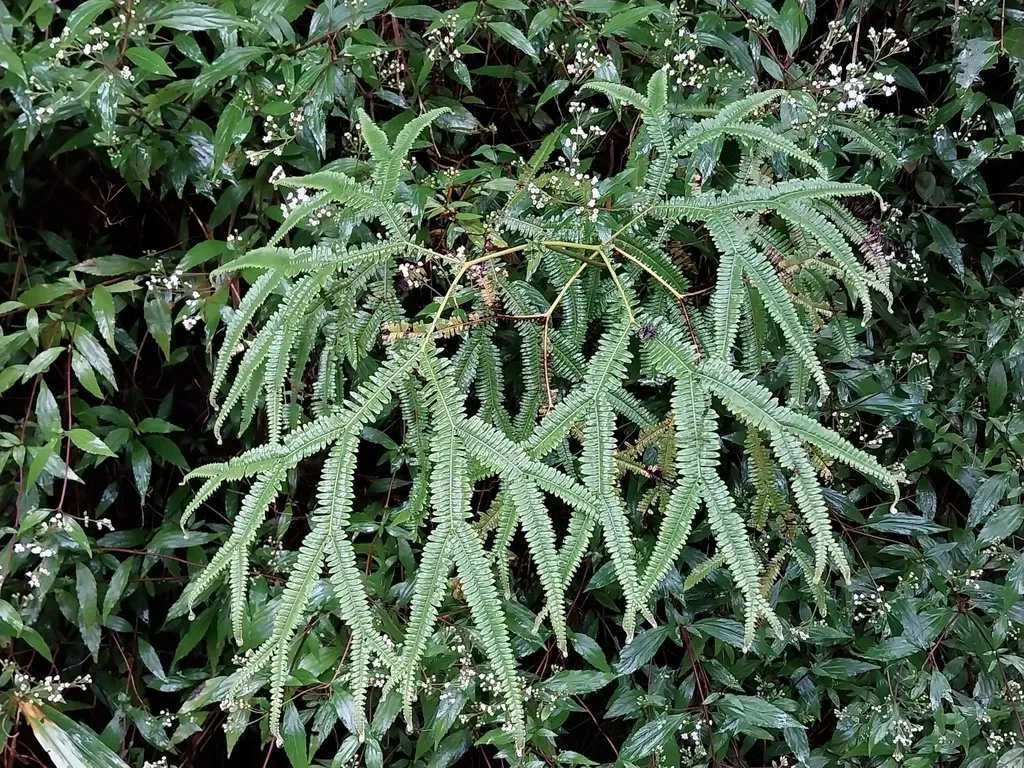 Sticherus Flagellaris