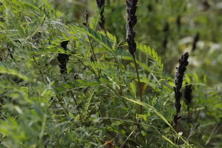 Astragalus Uliginosus
