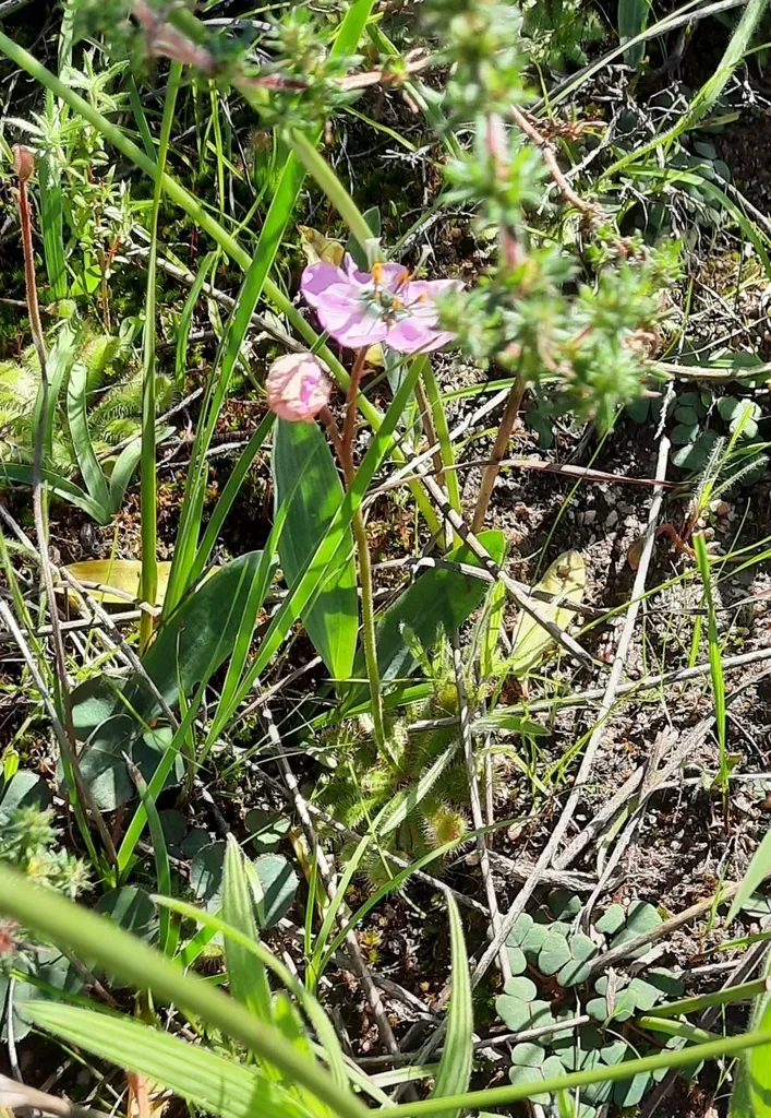 Fewflower Sundew