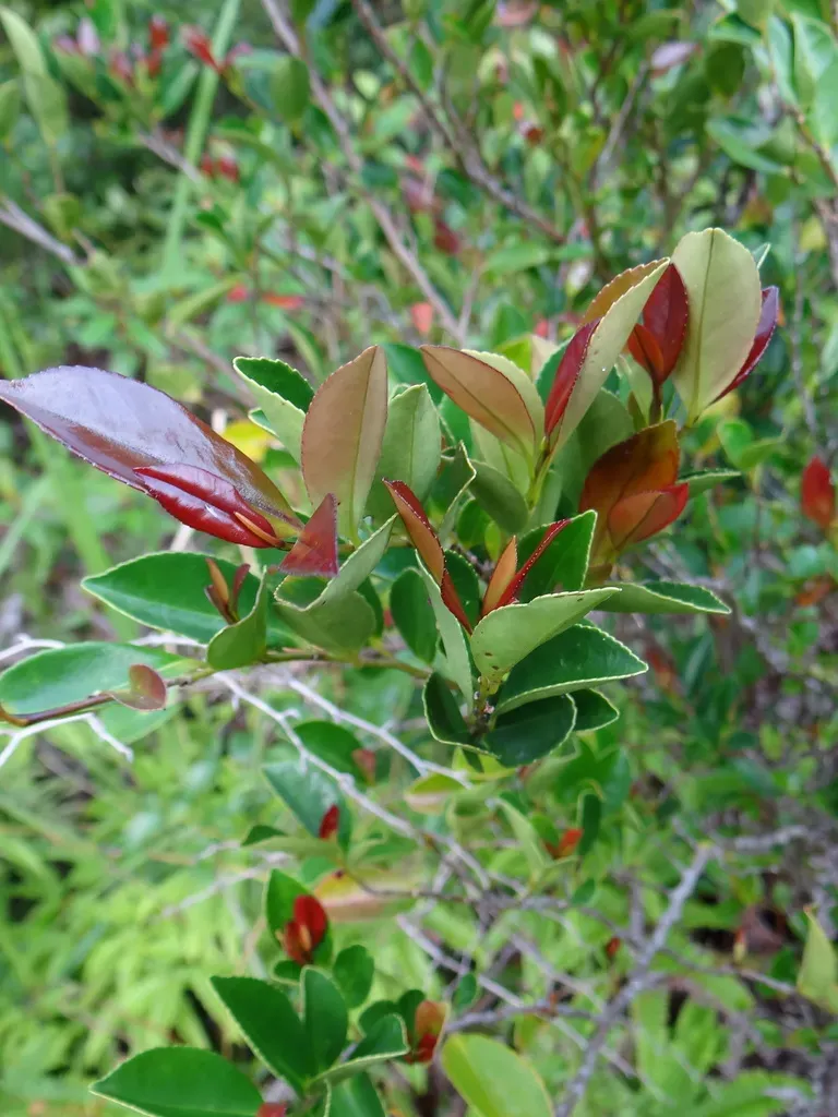 Camellia Hengchunensis