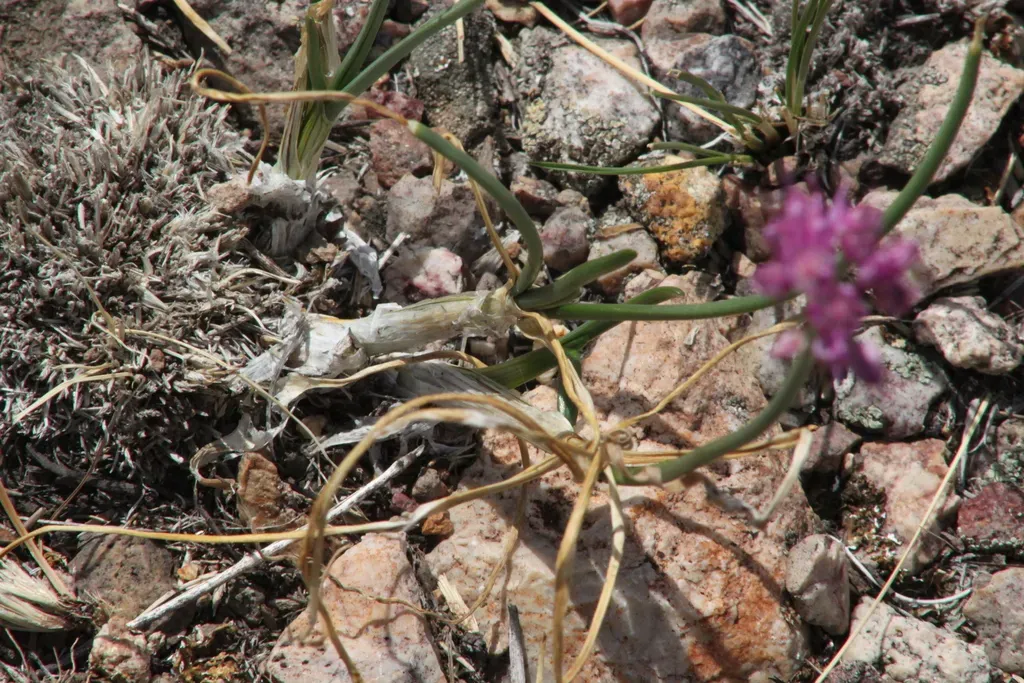 Allium Montanostepposum