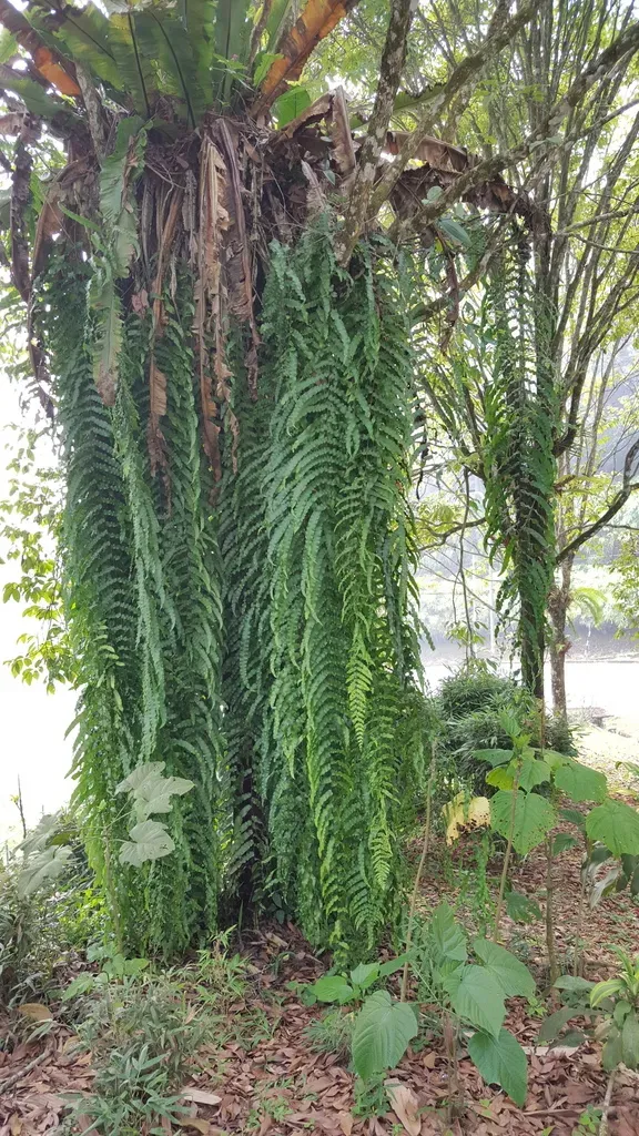 Percussed Angle-vein Fern