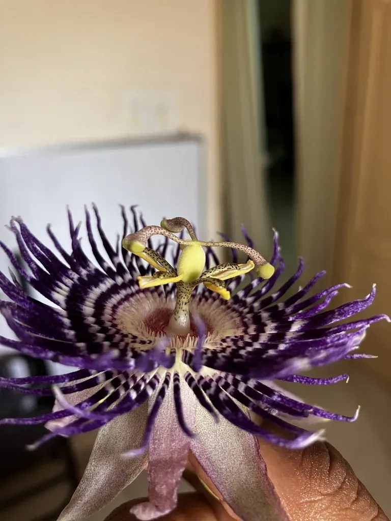Passiflora 'soi Fah'