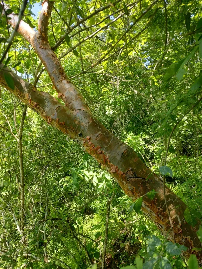Bursera Vazquezyanesii