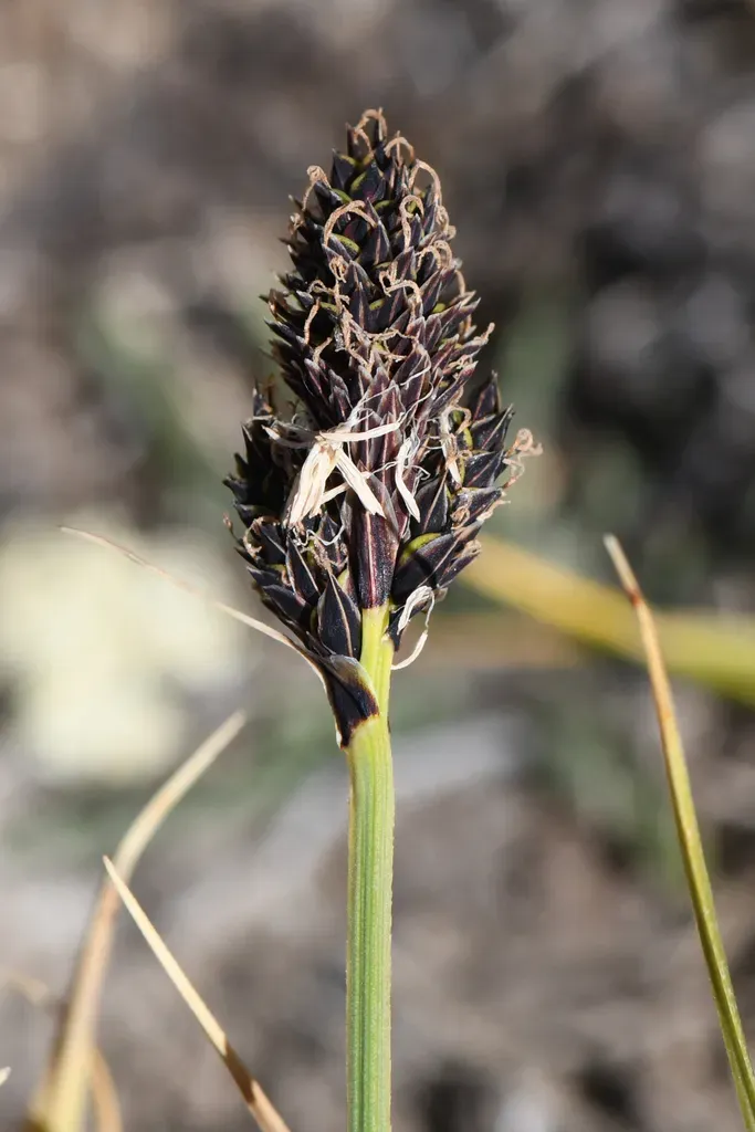 Heller's Sedge