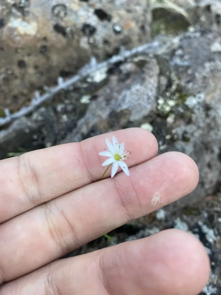 Stellaria Edwardsii