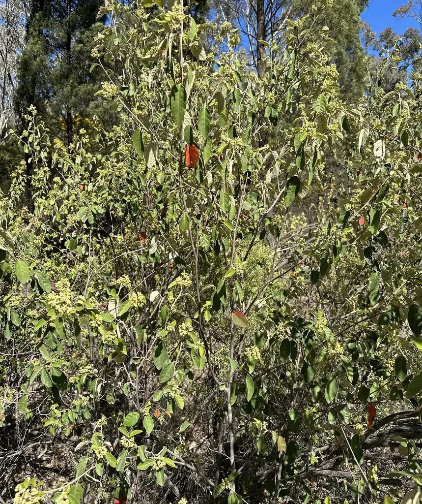 Pomaderris Queenslandica